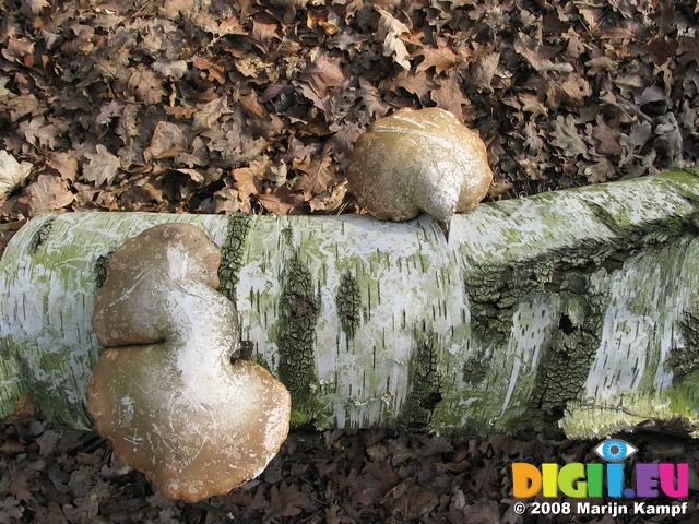 25543 Mushrooms on Birch tree